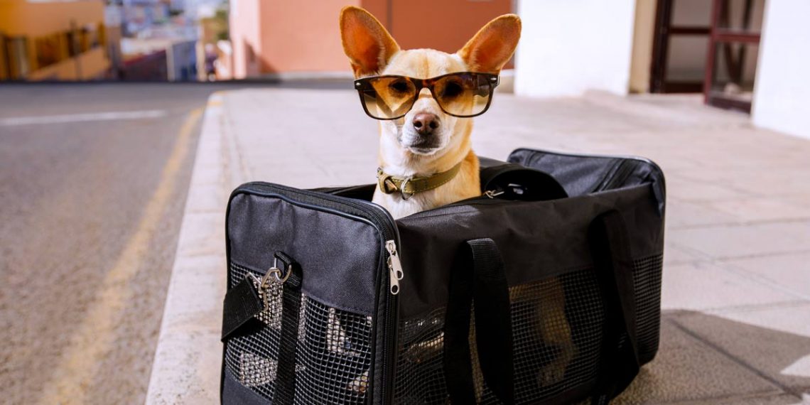 Como viajar com seu pet para o exterior