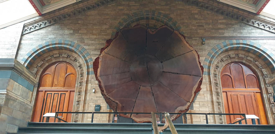 tronco de madeira museu nacional de história natural