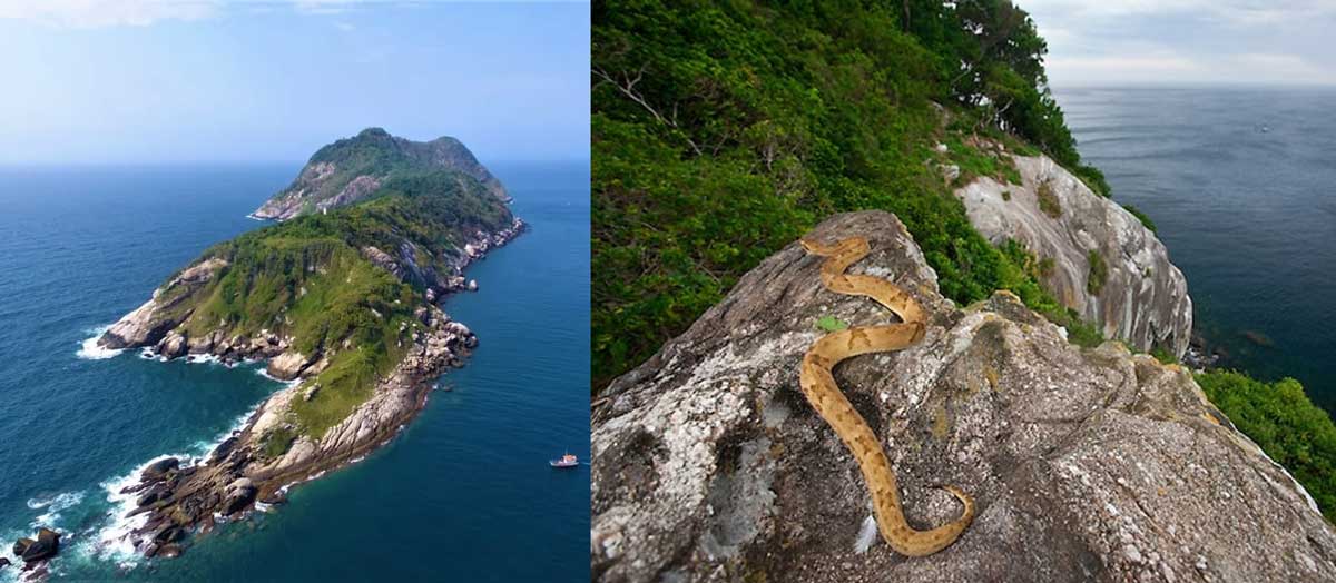 Ilha da Queimada Grande