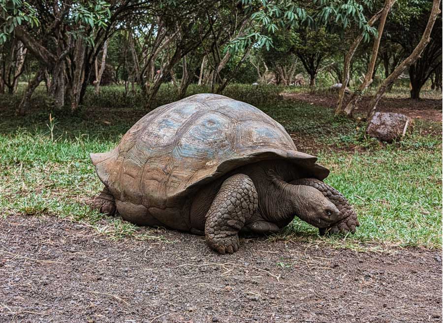 A famosa tartaruga de Galápagos 